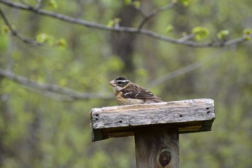Grosbeak bird on a bird feeder