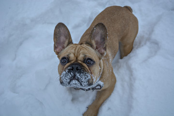 Walk with short-haired dog at cold winter. Frozen French Bulldog puppy. Homeless dogs