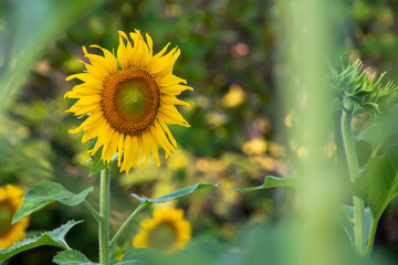 Sunflower blooming