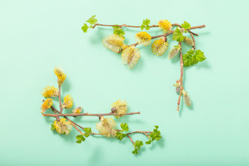 branches of flowering willow on  green background