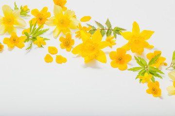 yellow spring flowers on white background