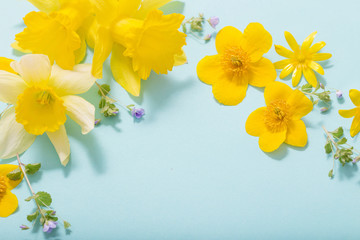 spring flowers on blue background