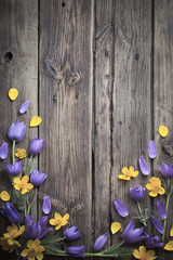 spring purple and yellow  flowers on old wooden background