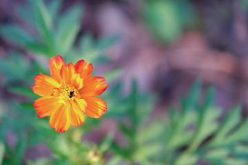 Sulfur Cosmos or Yellow Cosmos in the garden, top view.