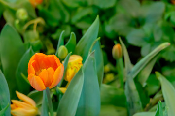 orange tulip flower bloom on green leaves background in tulips garden, Spring flowers.