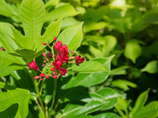 red Jatropha integerrima or Spicy Jatropha in the garden, Flower background.