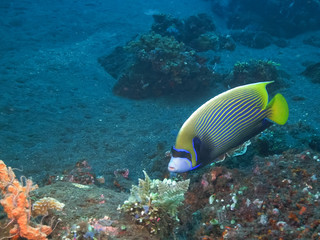 an emperor angelfish at the liberty in tulamben, bali