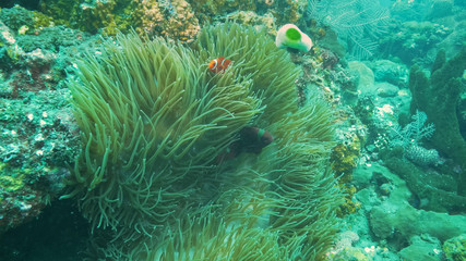 Fototapeta na wymiar maroon and percula clownfish share an anemone in tulamben, bali