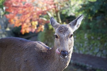 A Miyajima Island Deer in Hiroshima, Japan