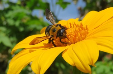 Tropical bumblebee on yellow heliopsis flower in Florida nature, closeup
