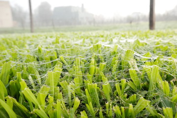 SPIDERWEB GRASS