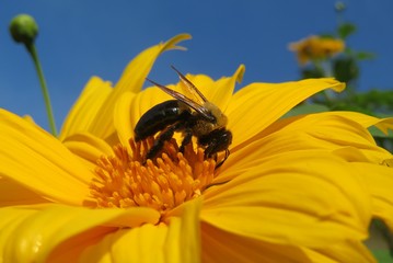 Bumblebee on yellow heliopsis flower in Florida nature, closeup 