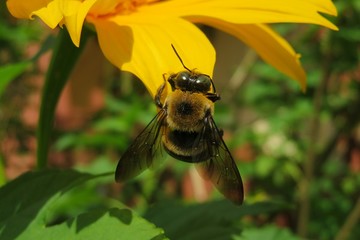 Tropical bumblebee on yellow flower petal in Florida nature, closeup 