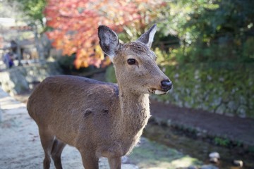 A Miyajima Island Deer in Hiroshima, Japan