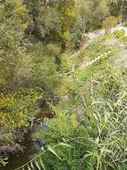  small quiet river with reeds
