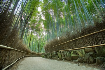 Arashiyama Bamboo Forest in Kyoto, Japan