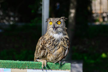 Portrait of an Eagle Owl