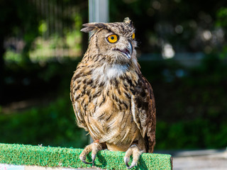 Portrait of an Eagle Owl