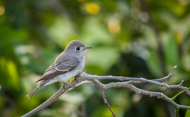 Obraz premium Portrait of a Bird