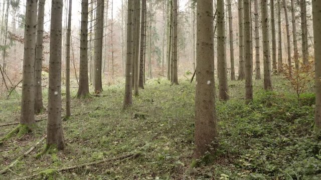 Flying through the woods in November in 4K