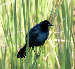 Black Bird Marsh