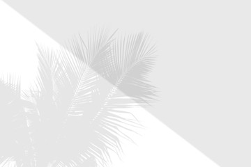 Obraz premium Minimal blur background coconut shadow palm leaves on the white wall.