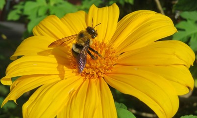 Tropical bumblebee on yellow flower in Florida nature, closeup