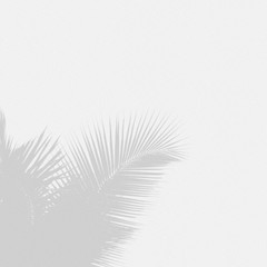 Minimal blur background coconut shadow palm leaves on the white wall.