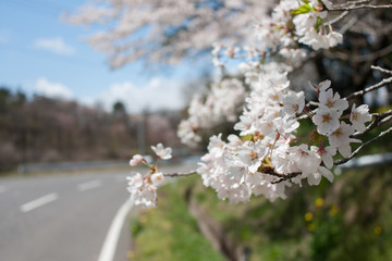 桜