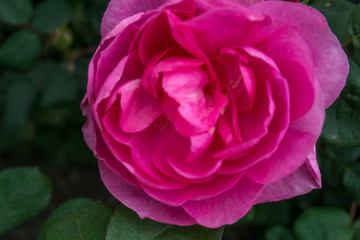 2019 exotic flowers pink nature garden beautiful spring new zealand	