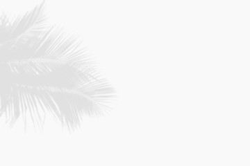 Minimal blur background coconut shadow palm leaves on the white wall.