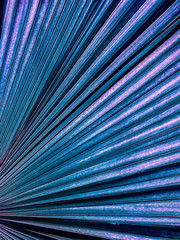 Creative blue and purple colour of texture and lines palm leaf with shadow background.
