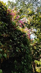 tree in garden