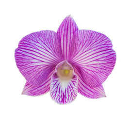 Naklejka na ściany i meble Purple orchid isolated over white background