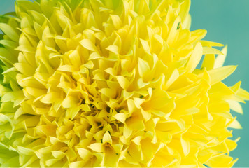 Yellow chrysanthemum in abstract blue, close-up