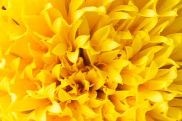Yellow Chrysanthemum, close-up