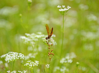 Dragon Fly Fantasy