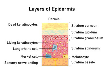 Vector illustration with structure of dermis for medical and educational pictures isolated - obrazy, fototapety, plakaty