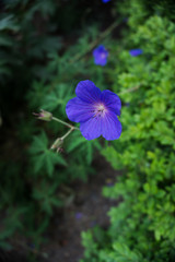 2019 exotic flowers small blue nature garden beautiful spring new zealand	