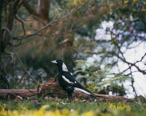 Australian Magpie Bird