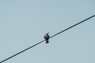 Lonely bird on the electricity cable
