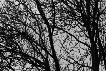 silhouette of a tree
