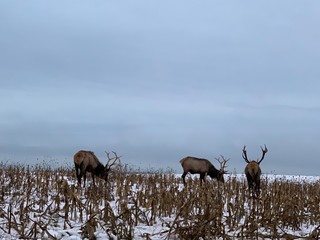 Elk in a field 2