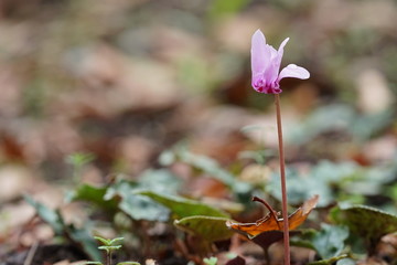 原種シクラメン一輪2