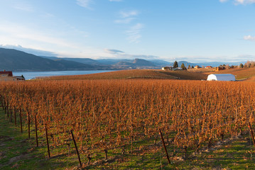 View of vineyard, green grass, Okanagan Lake, mountains, blue sky in November