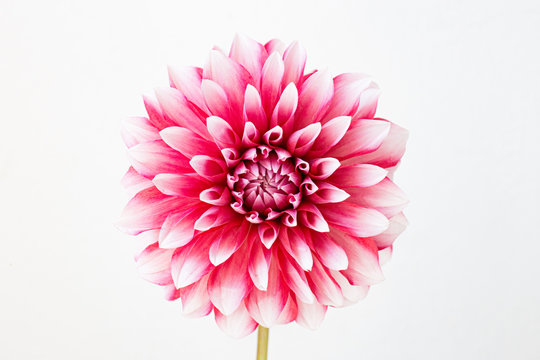 56 706 件の最適な 白いダリア 画像 ストック写真 ベクター Adobe Stock 56 706 件の最適な 白いダリア 画像 ストック写真 ベクター Adobe Stock