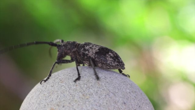 Beetle runs on a rotating round stone. Samsara Wheel Abstract. Samsara means "wandering" or "world", with the connotation of cyclic, circuitous change
