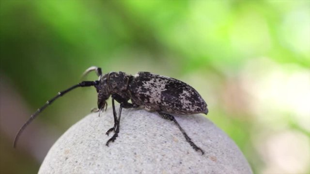 Beetle runs on a rotating round stone. Samsara Wheel Abstract. Samsara means "wandering" or "world", with the connotation of cyclic, circuitous change