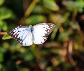 Fototapeta premium butterfly on flower