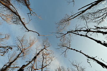 Mangrove Trees devastated by Hurricane Irma in 2017 in Everglades national Park, Florida.